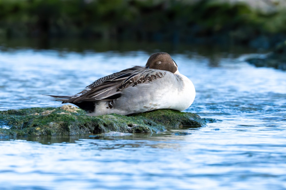 休息するオナガガモ