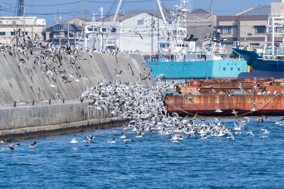 銚子には大量のカモメが飛来する - 2026.02.15 千葉県銚子市