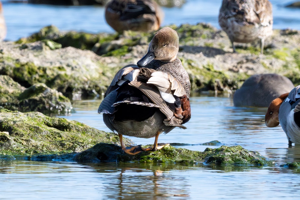 翼鏡が白いのが特徴