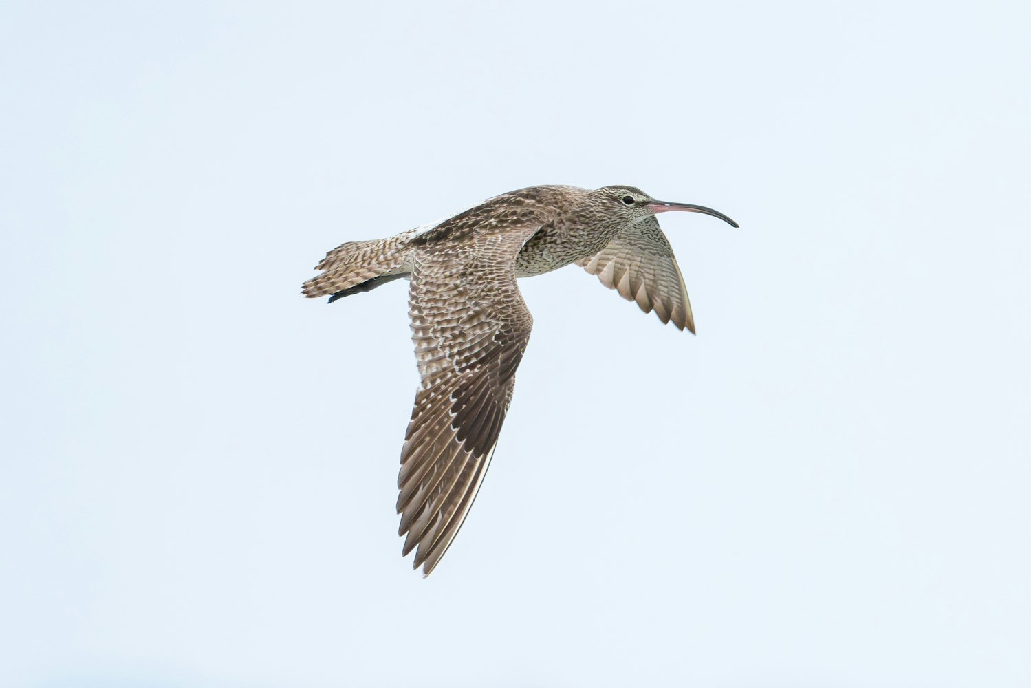 チュウシャクシギ:飛行する様子 - 2026.06.29 沖縄県沖縄市