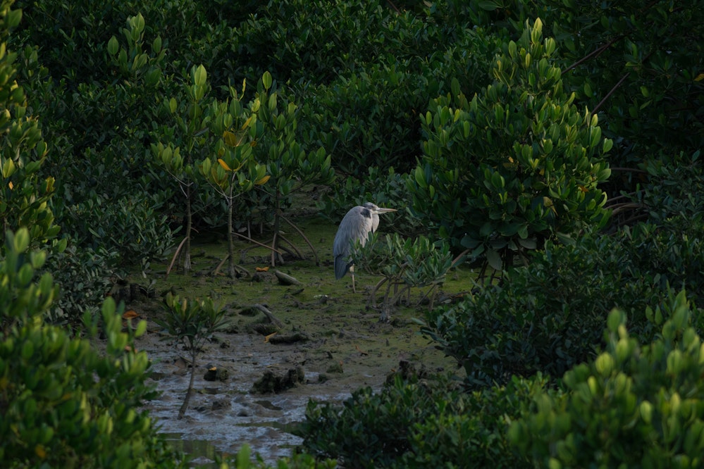 日が沈んだ後、マングローブの林の中で休む様子 - 2026.03.01 沖縄県豊見城市
