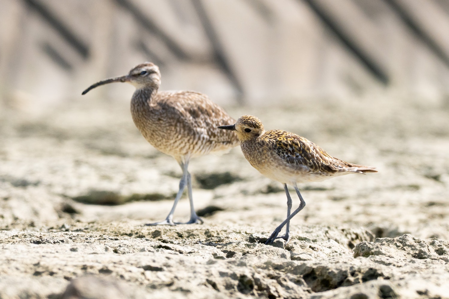 金色や茶色の斑が均一に細かく散っている幼鳥? - 2025.09.28 沖縄県糸満市