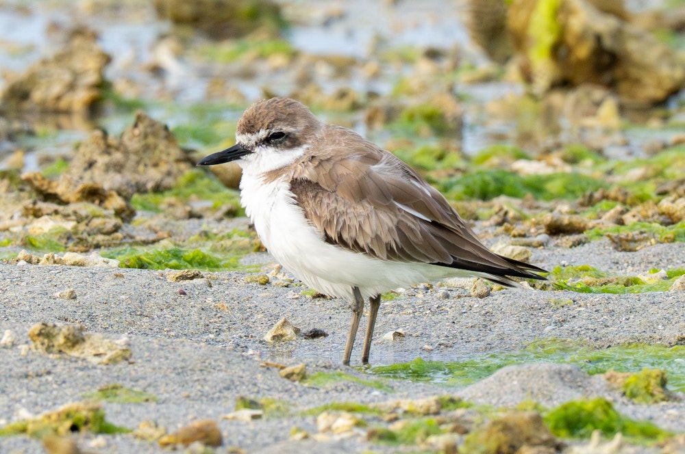 夏羽に換羽中？ - 2026.03.29 沖縄県沖縄市