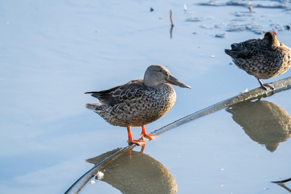 どこ見てるの？ - 2025.11.29 沖縄県豊見城市