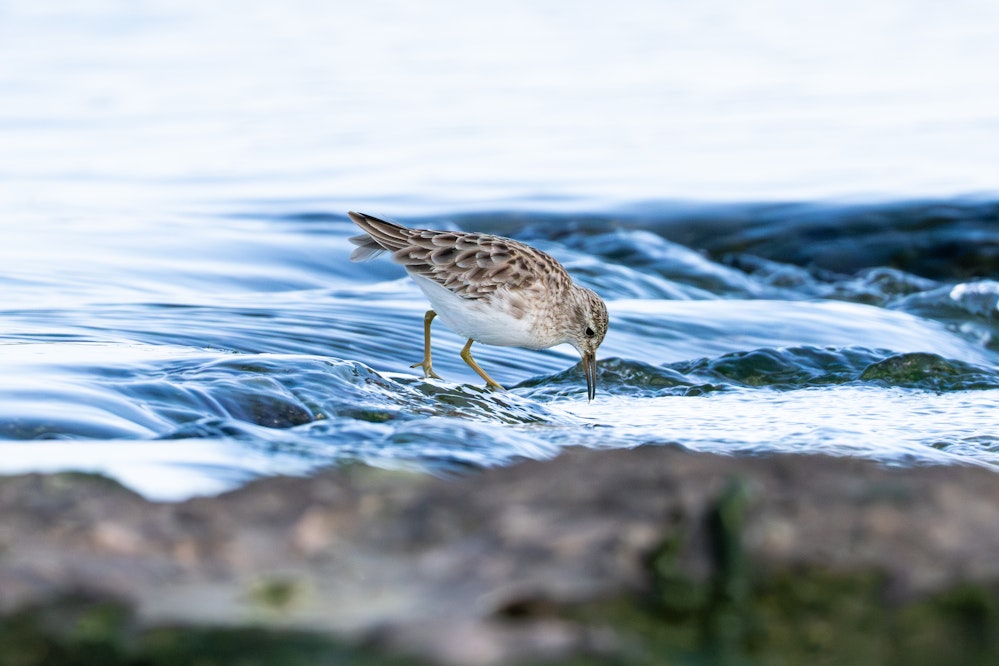 冬のヒバリシギ - 2026.01.05 沖縄県糸満市