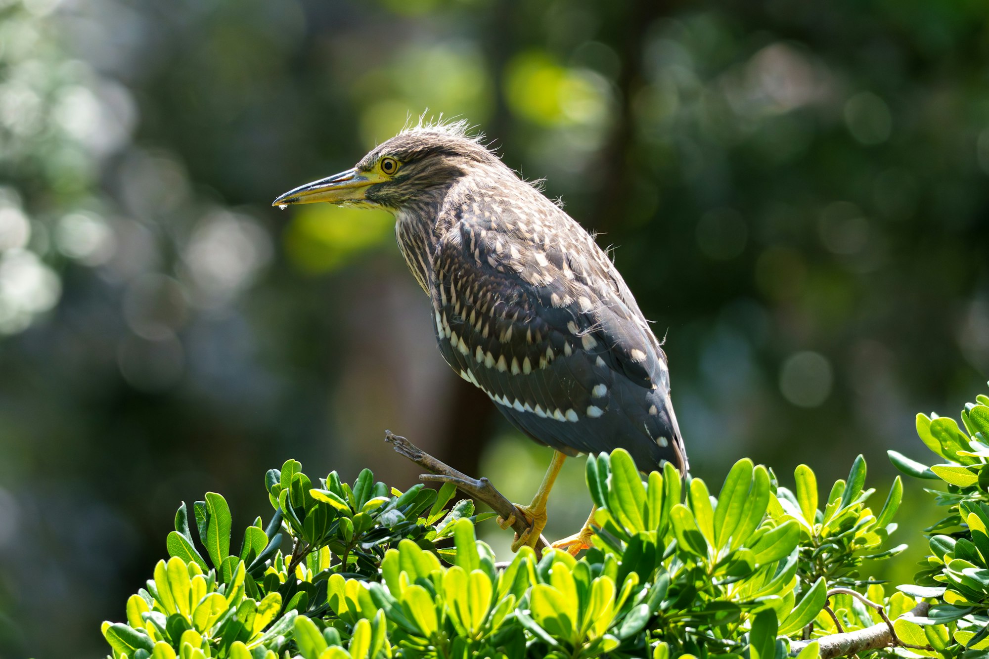 幼鳥は目も黄色く別の姿。ホシゴイとも呼ばれる。 - 2025.06.20 公園(東京都)