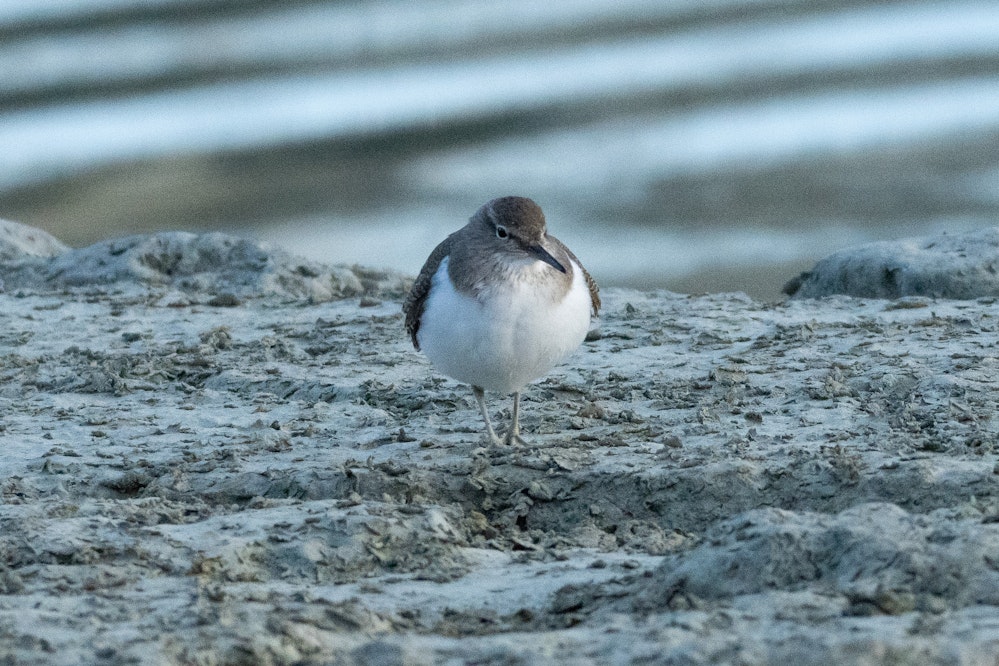 ぷくっと膨らんだ姿...かわいい - 2026.11.24 沖縄県那覇市