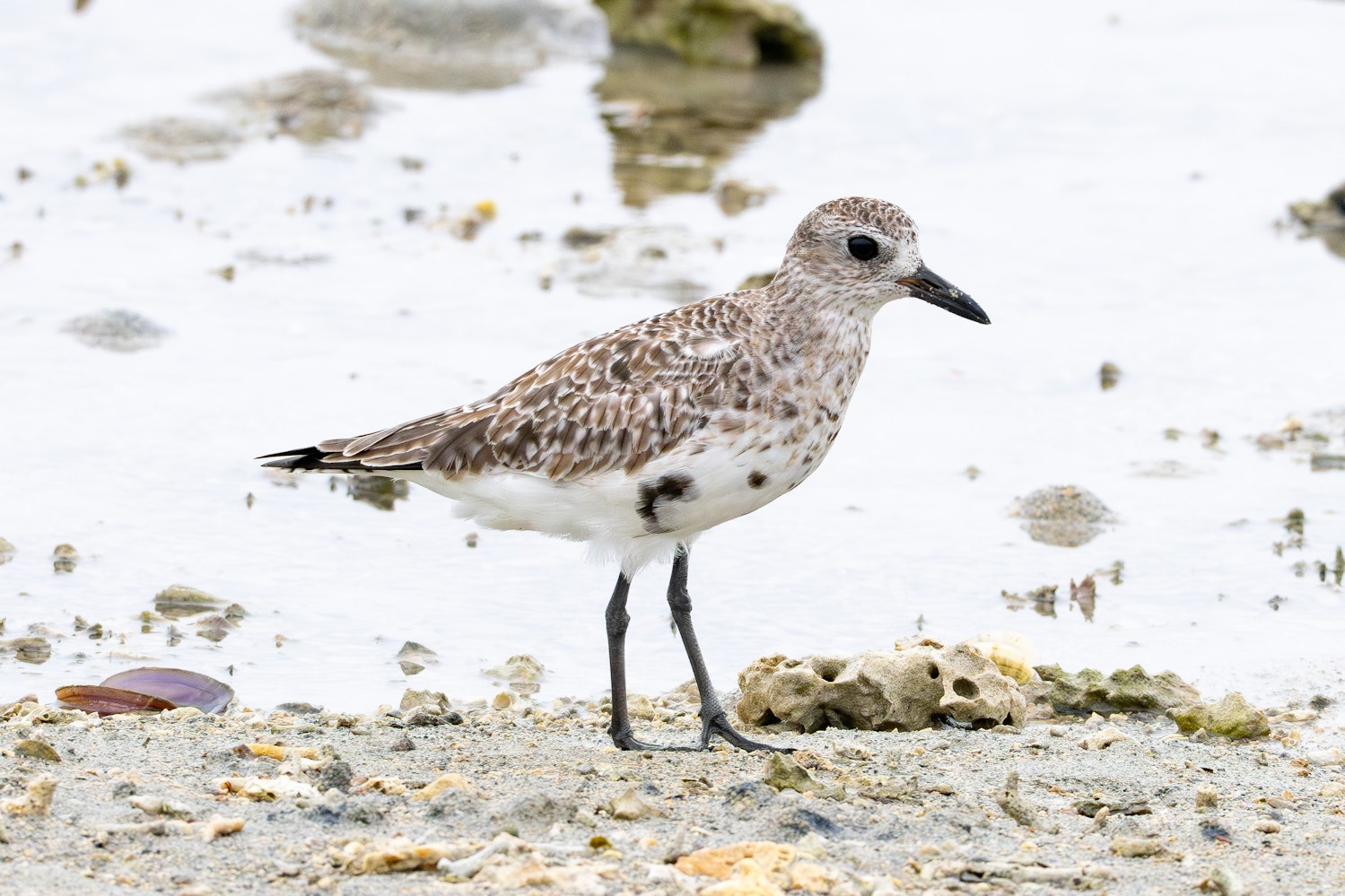 Basic plumage（成鳥冬羽）Prealternate molt - 2026.03.30 沖縄県沖縄市