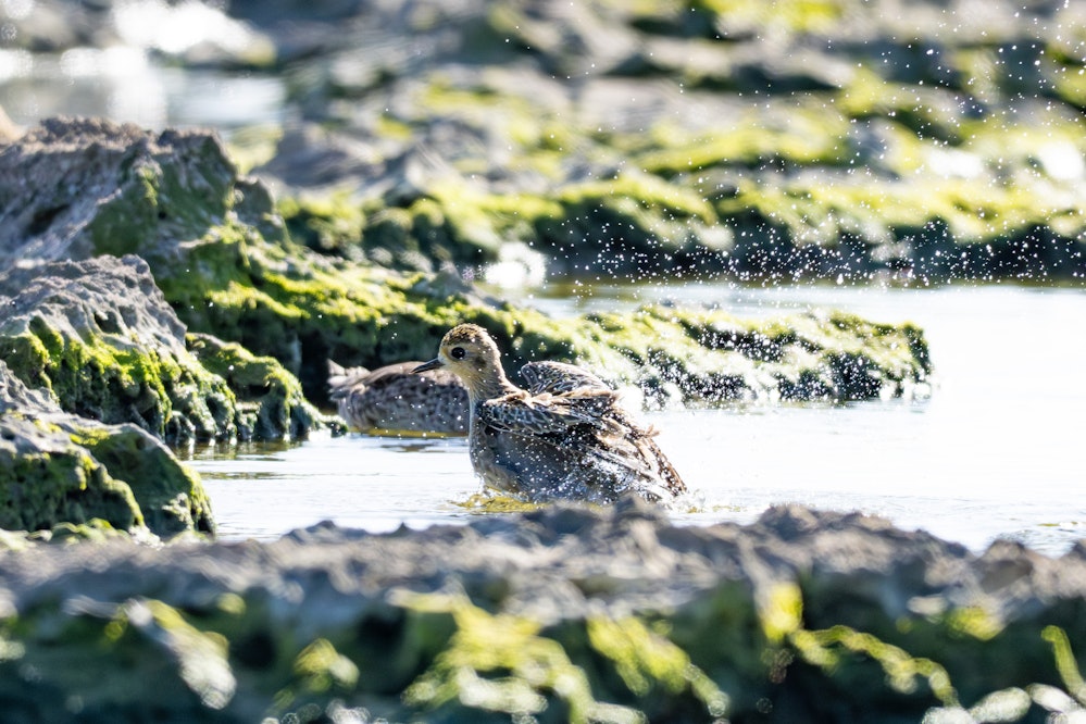 この日は水浴びしていました - 2025.11.29 沖縄県糸満市