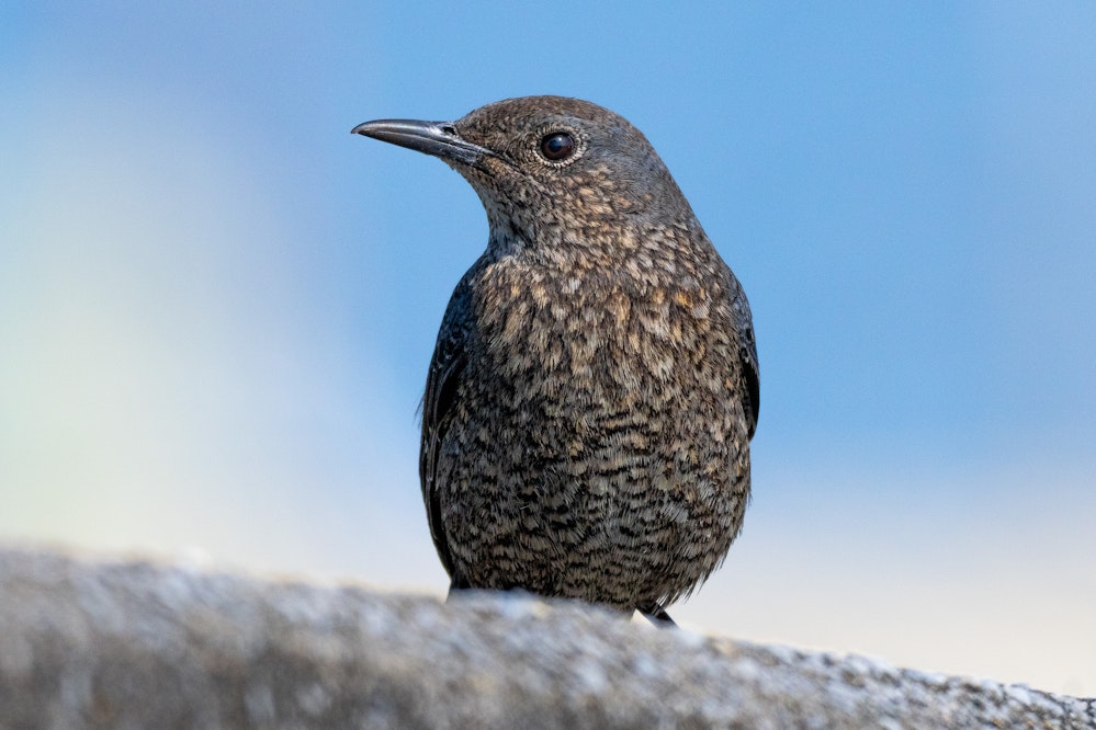 目の前にいたメス - 2026.01.25 沖縄県豊見城市