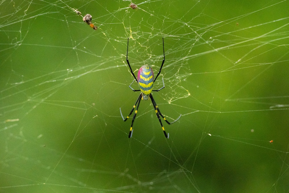 ジョウロウグモ - 2025.12.14 沖縄県国頭村