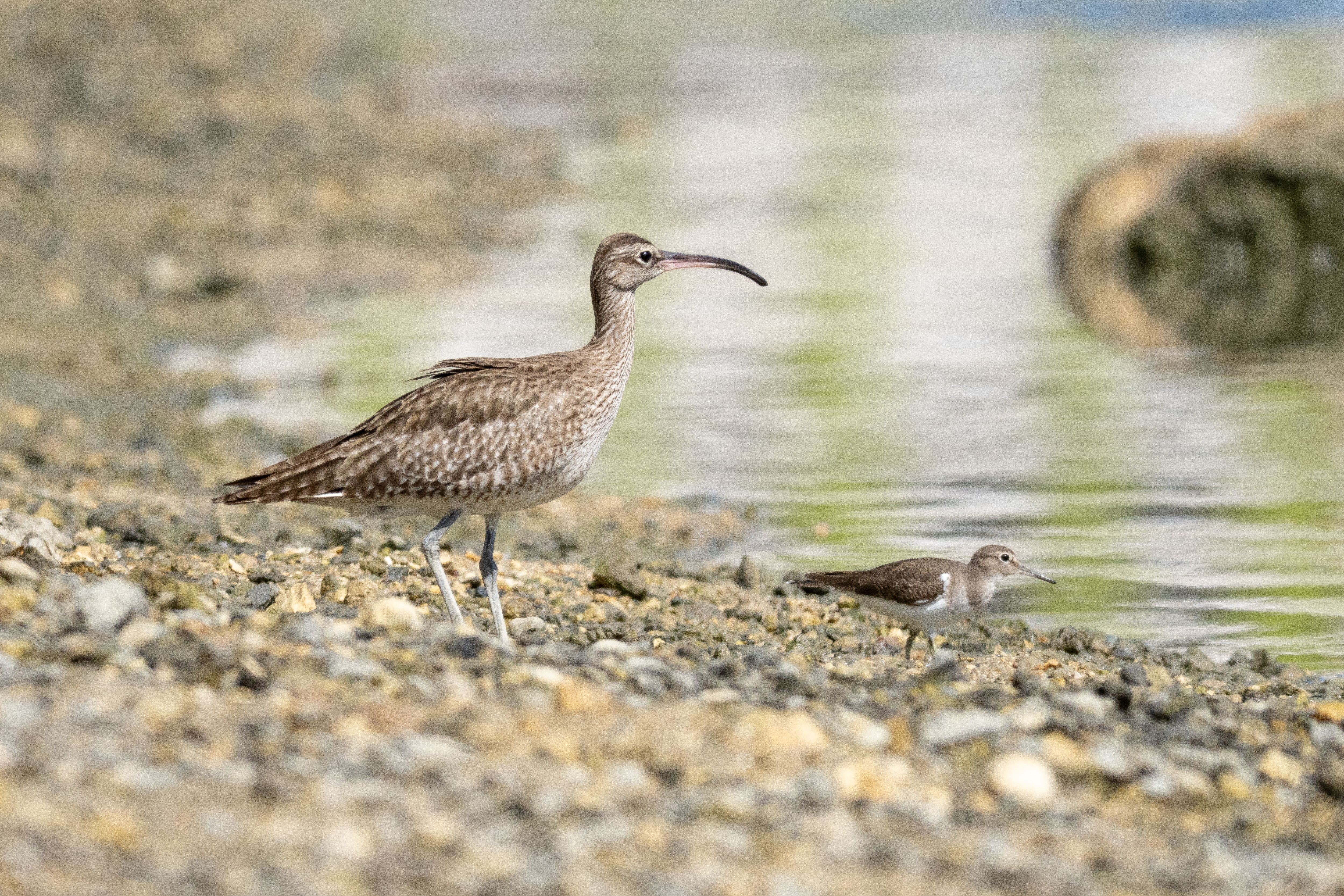 イソシギの比べると大きい - 2025.11.15 沖縄県与那原町