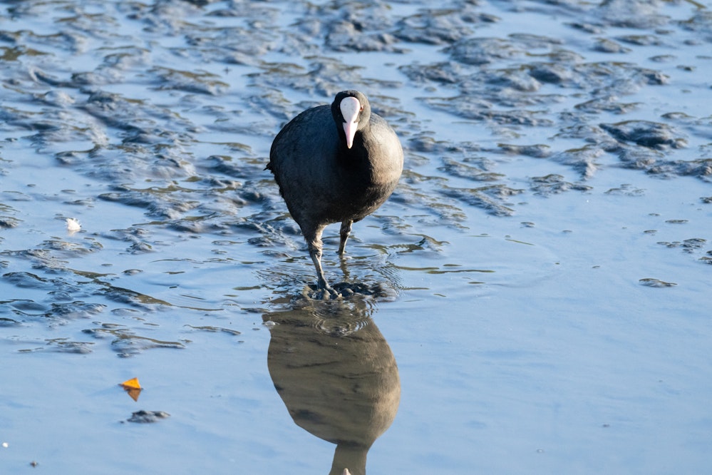 強靭な足で、泥の中も進む - 2025.11.29 沖縄県豊見城市