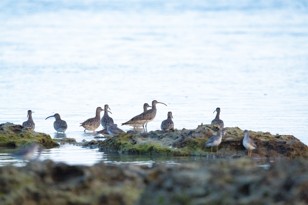 朝の干潟にで見かけたチュウシャクシギ - 2026.12.07 沖縄県宮古市
