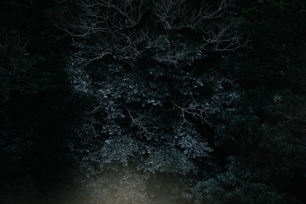 カワウの糞で白くなった木 - 2026.01.20 沖縄県西原町