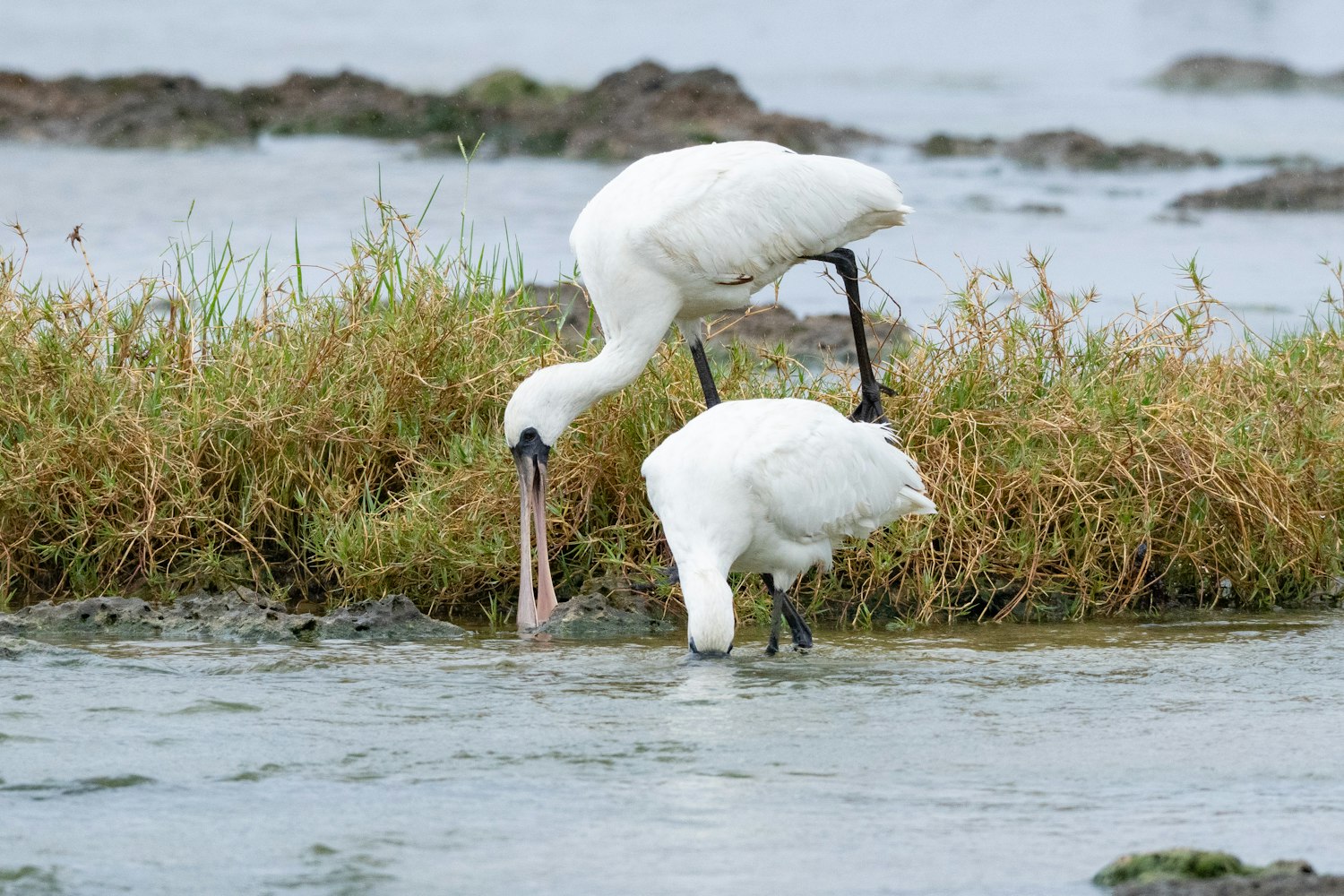 クロツラヘラサギ：若い個体2匹 - 2026.05.09 沖縄県糸満市