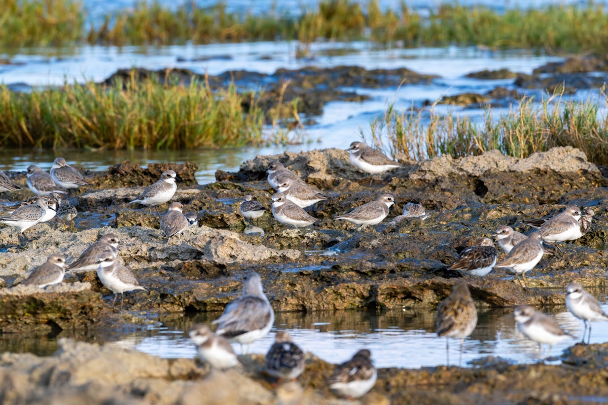 メダイチドリの群れ。キョウジョシギと同じくらいのサイズがあり、なかなかサイズが大きい - 2025.11.02 沖縄県糸満市