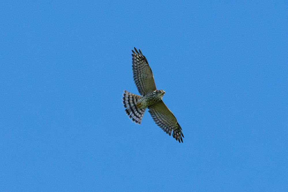 アカハラダカ:アカハラダカ(幼鳥) - 2026.09.19 沖縄県名護市
