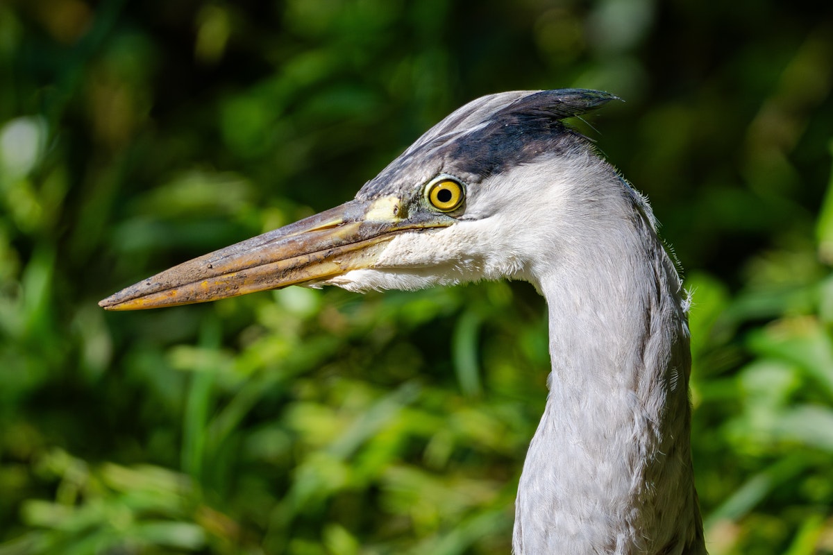 アオサギの頭部