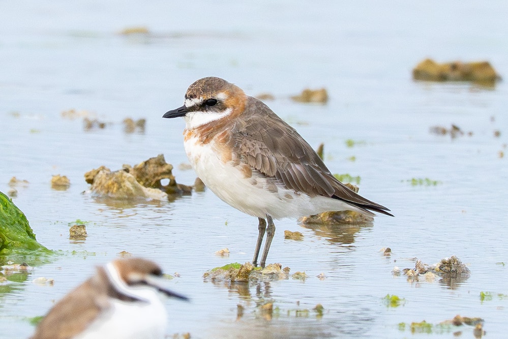 メダイチドリ:Alternate plumage(成鳥夏羽)になりつつある - 2026.03.29 沖縄県沖縄市