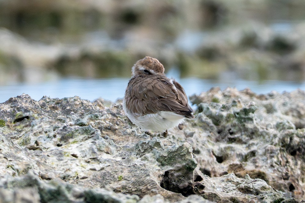 お休み中 - 2025.03.15 沖縄県糸満市