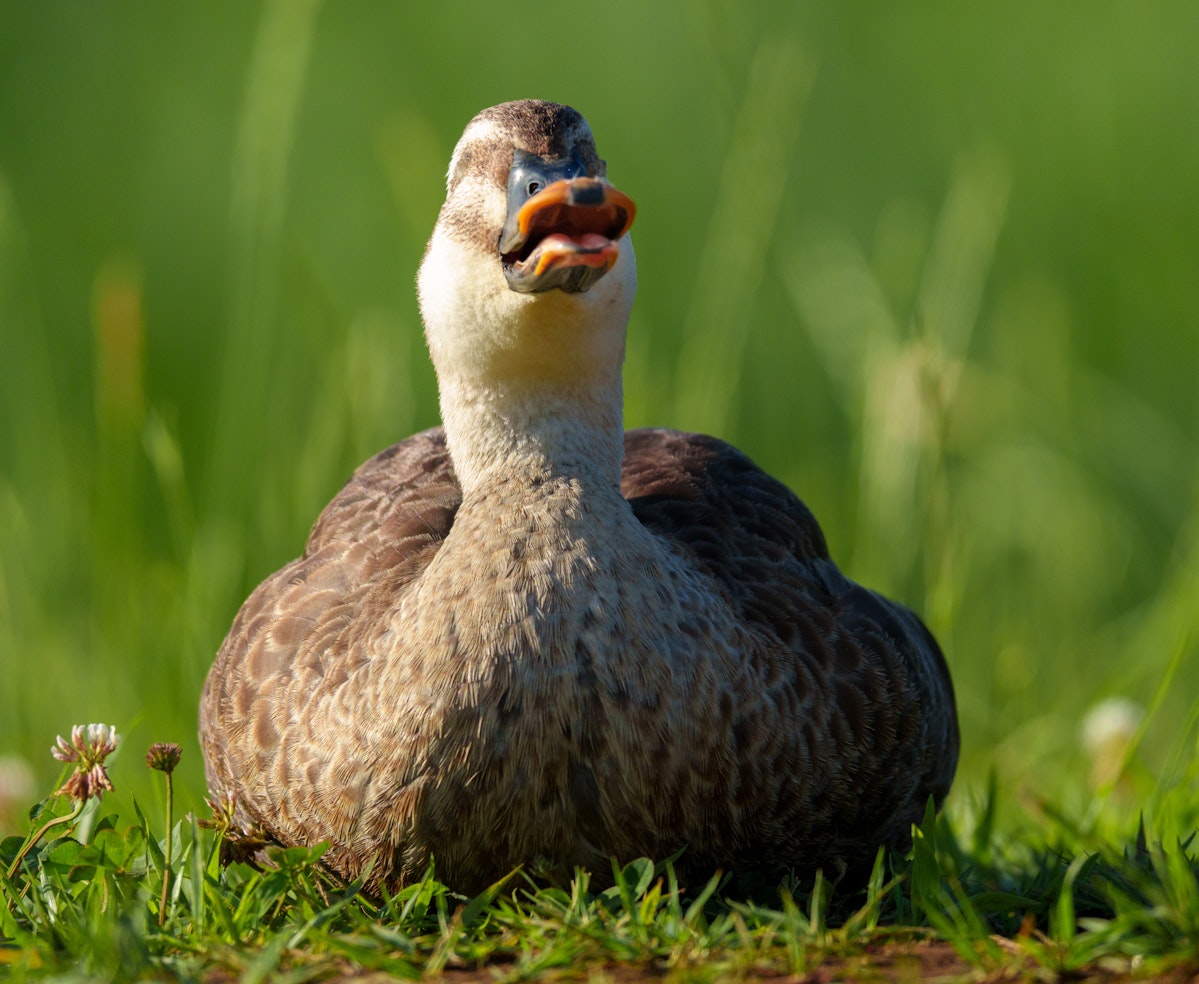 うとうとするカルガモ - 2025.06.15 東京都江戸川区
