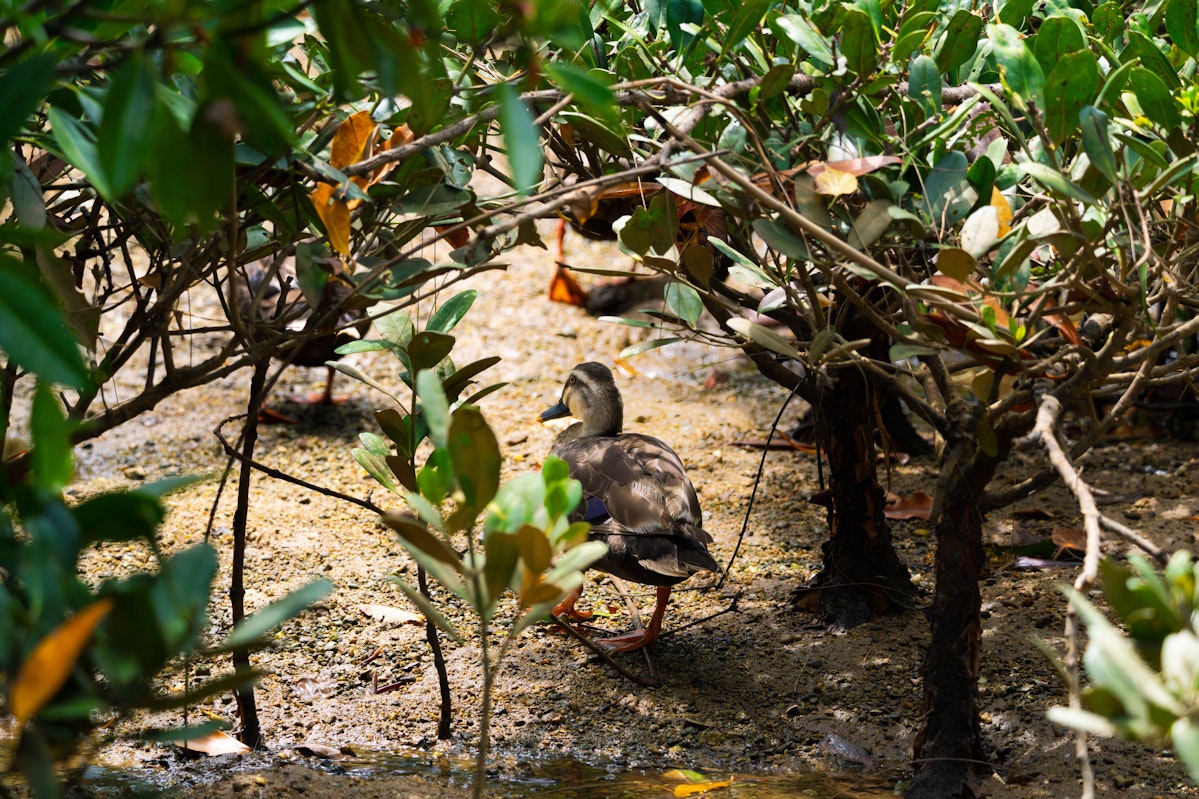 マングローブ林を歩いている時も - 2025.07.12 沖縄県金武町