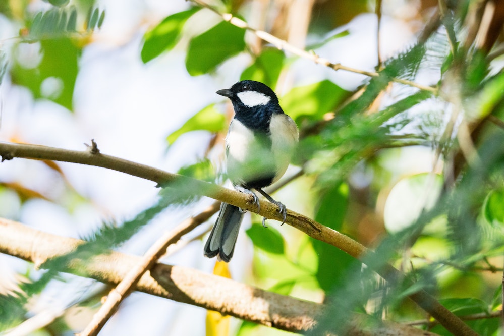 海岸沿いの防風林にて - 2026.02.22 沖縄県糸満市