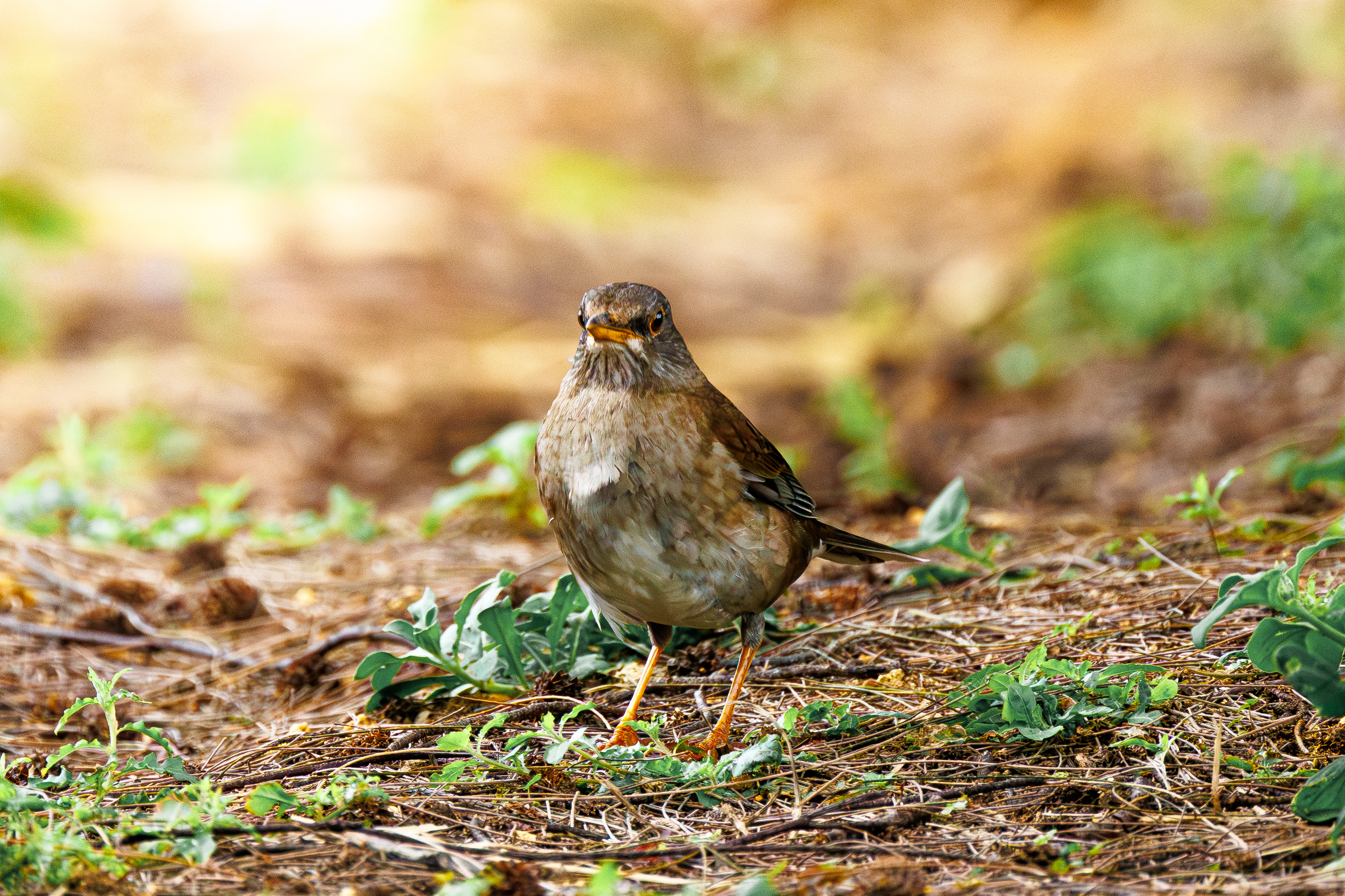 スズメページ 愛鳥週間。 ということで 