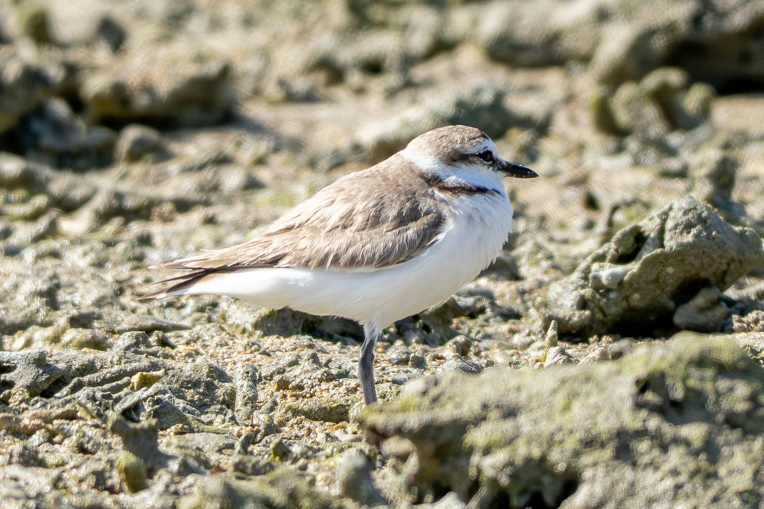 シロチドリ：5月なのに Basic plumage（冬羽） っぽい、もしくはメス？？ - 2026.05.19 沖縄県南城市
