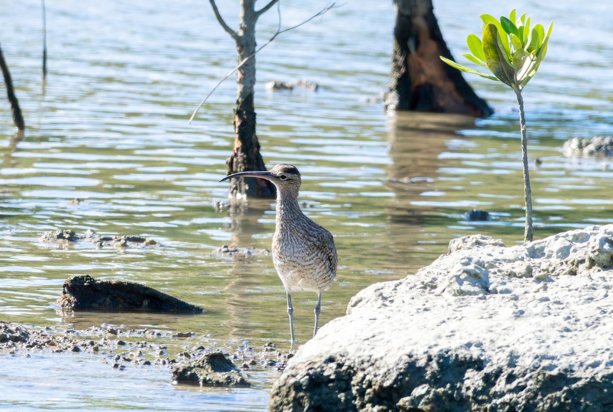 首を傾げるチュウシャクシギ - 2025.09.15 沖縄県豊見城市