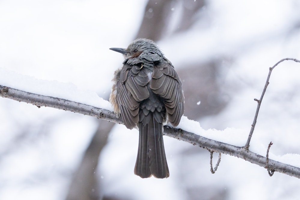 雪とヒヨドリ - 2026.02.09 東京都台東区