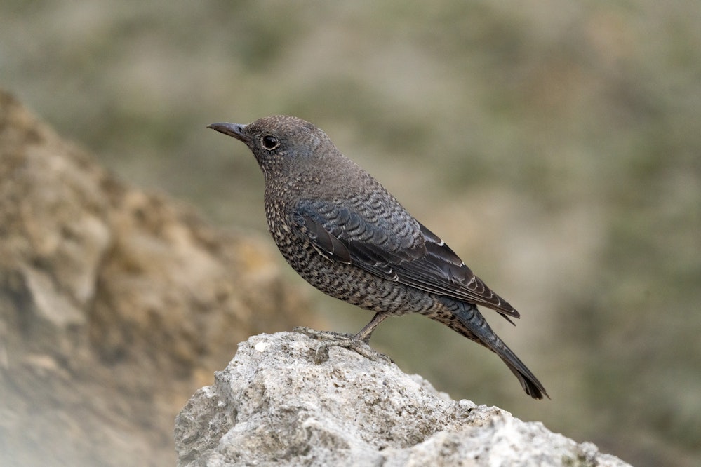 メス - 2025.11.29 沖縄県糸満市