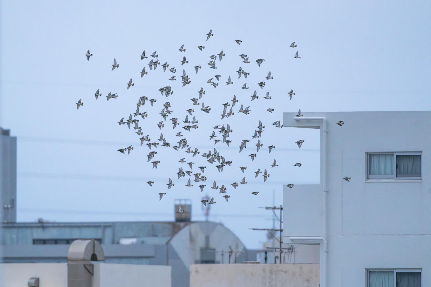 コムクドリ:ねぐら入りするために集まってきた群れ - 2026.05.11 沖縄県豊見城市