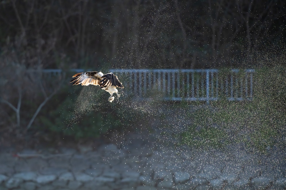 魚を獲るミサゴ - 2026.01.12 沖縄県うるま市