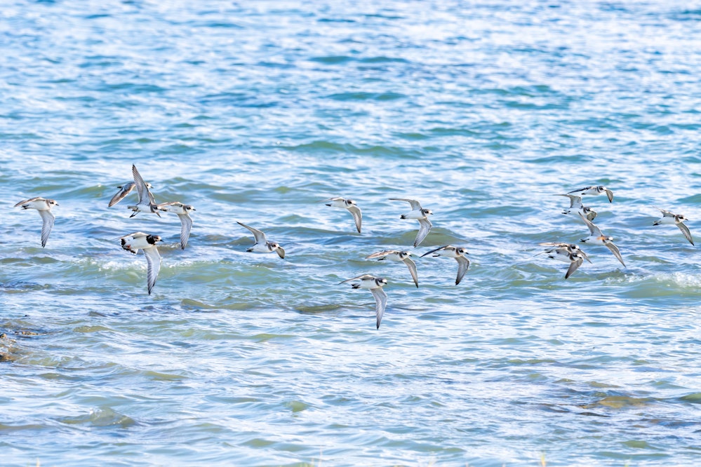 飛行するメダイチドリ - 2025.11.03 沖縄県糸満市