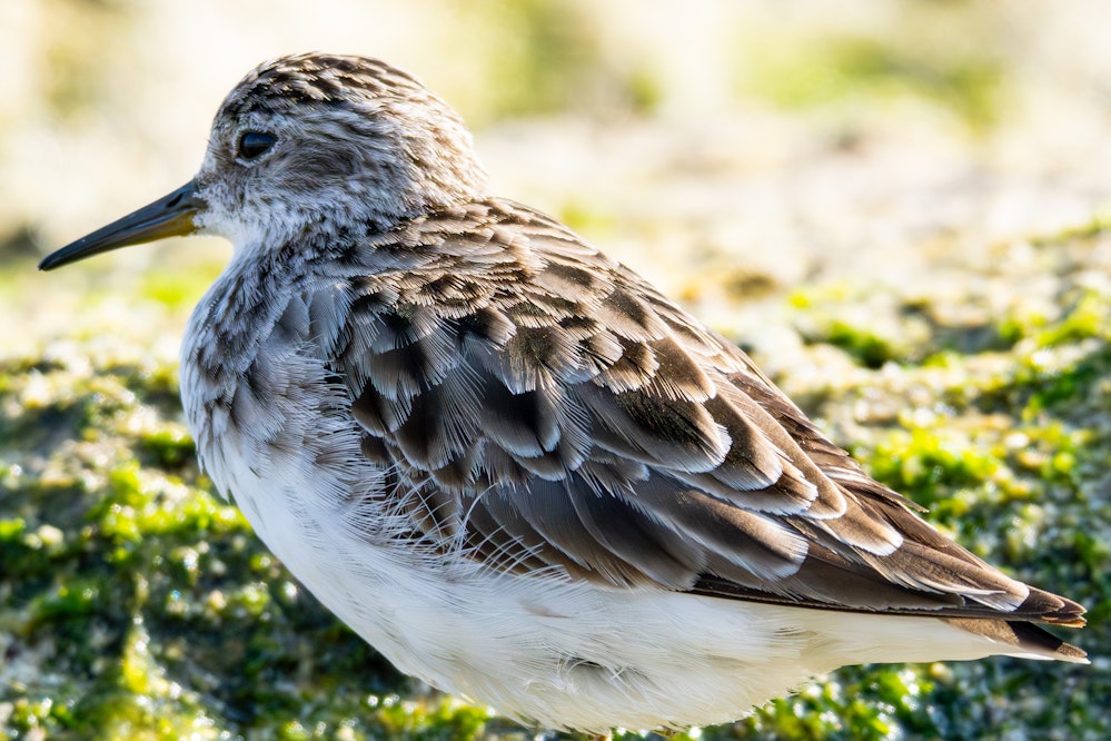 成鳥冬羽、割と近くまで寄ってくれた - 2026.02.21 沖縄県糸満市