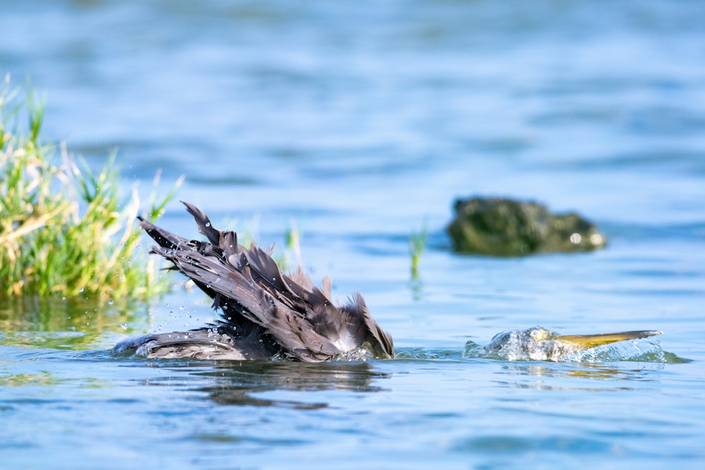 水浴するクロサギ - 2025.11.03 沖縄県糸満市