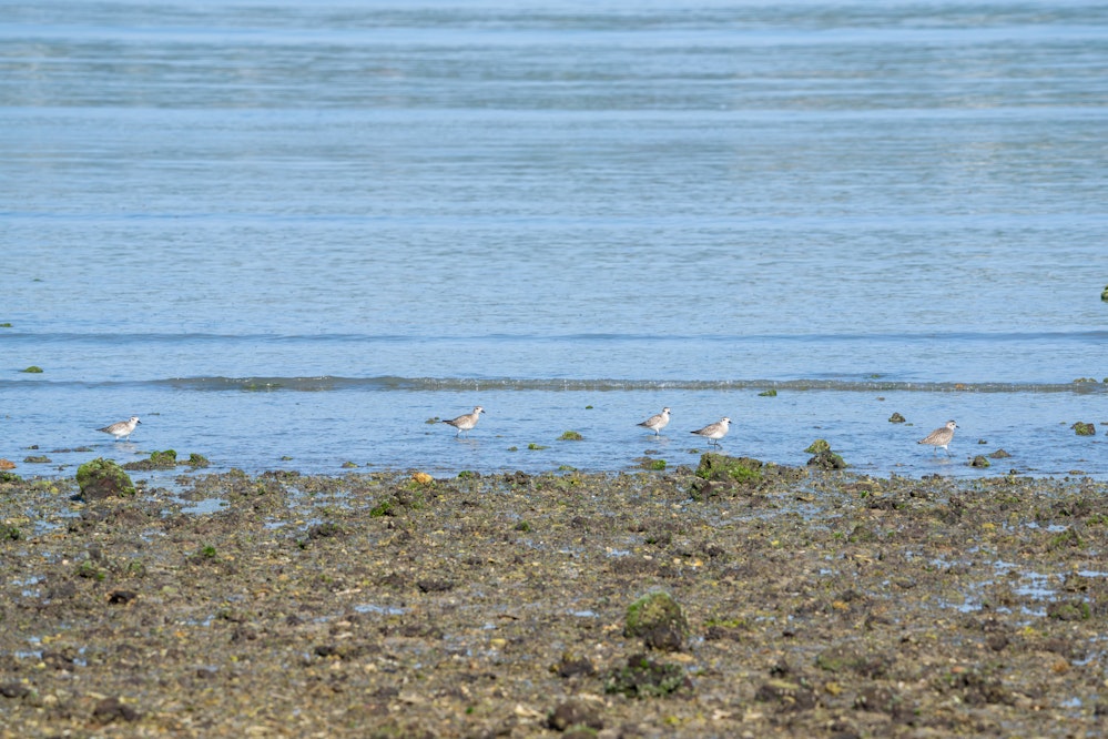 5匹のダイゼンの群れ - 2026.03.17 沖縄県南城市