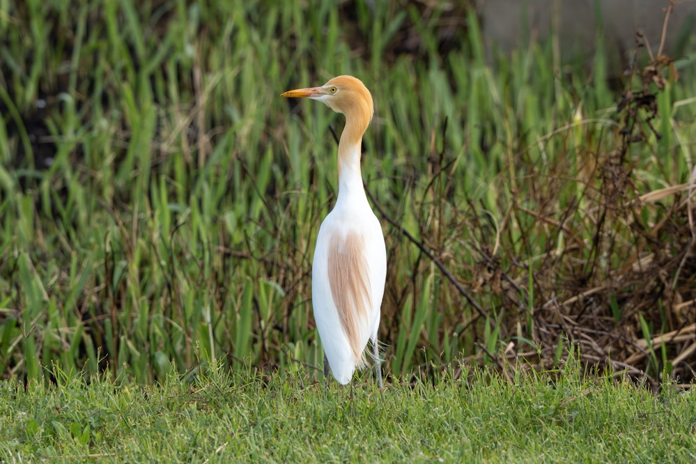 美しい羽並み - 2026.03.27 沖縄県金武町