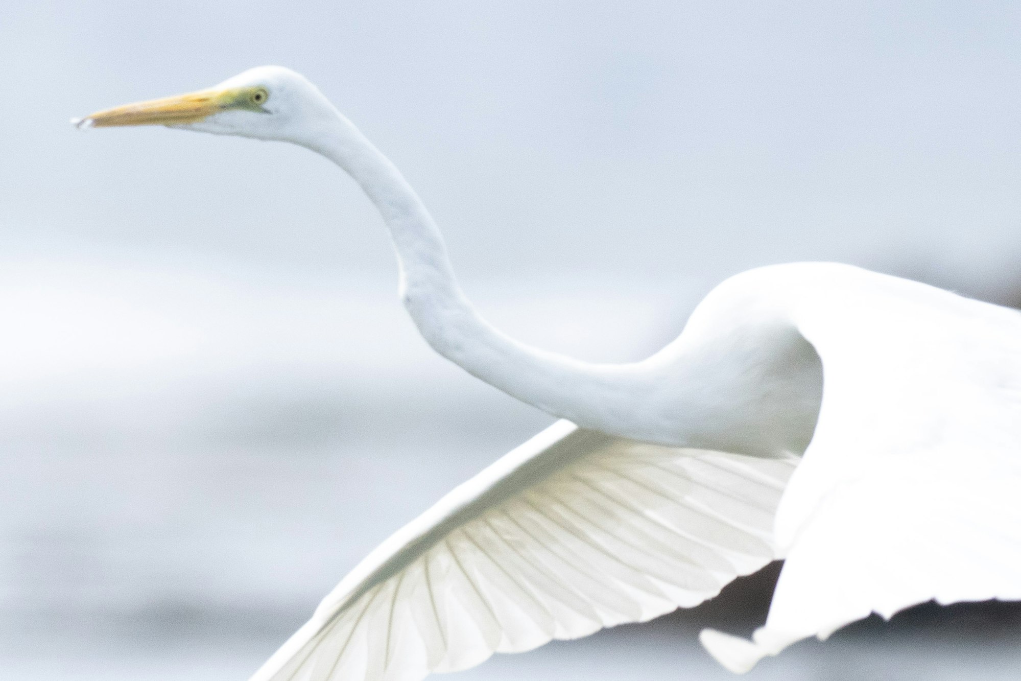 一部拡大：AFの合焦は中央の鳥の体（FE 400-800mm F6.3-8 G OSS）