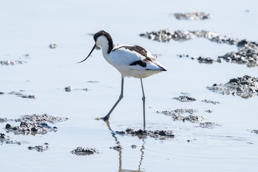 頭の黒い模様は背中まで繋がって見える
