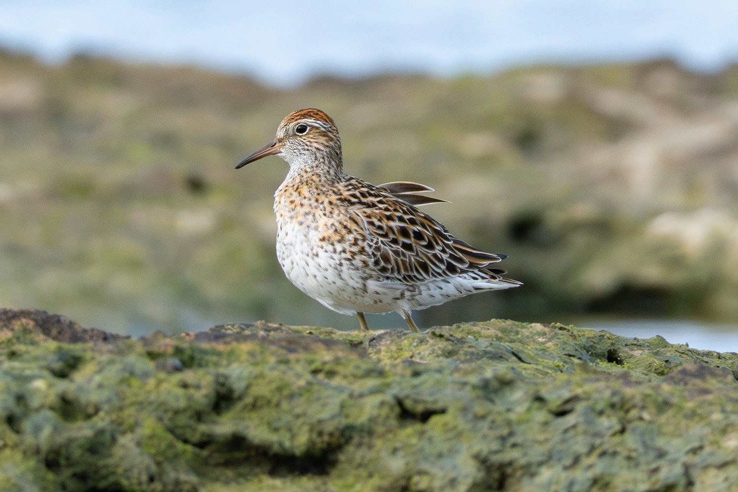 ウズラシギ：Alternate plumage（成鳥夏羽）のウズラシギ - 2026.04.29