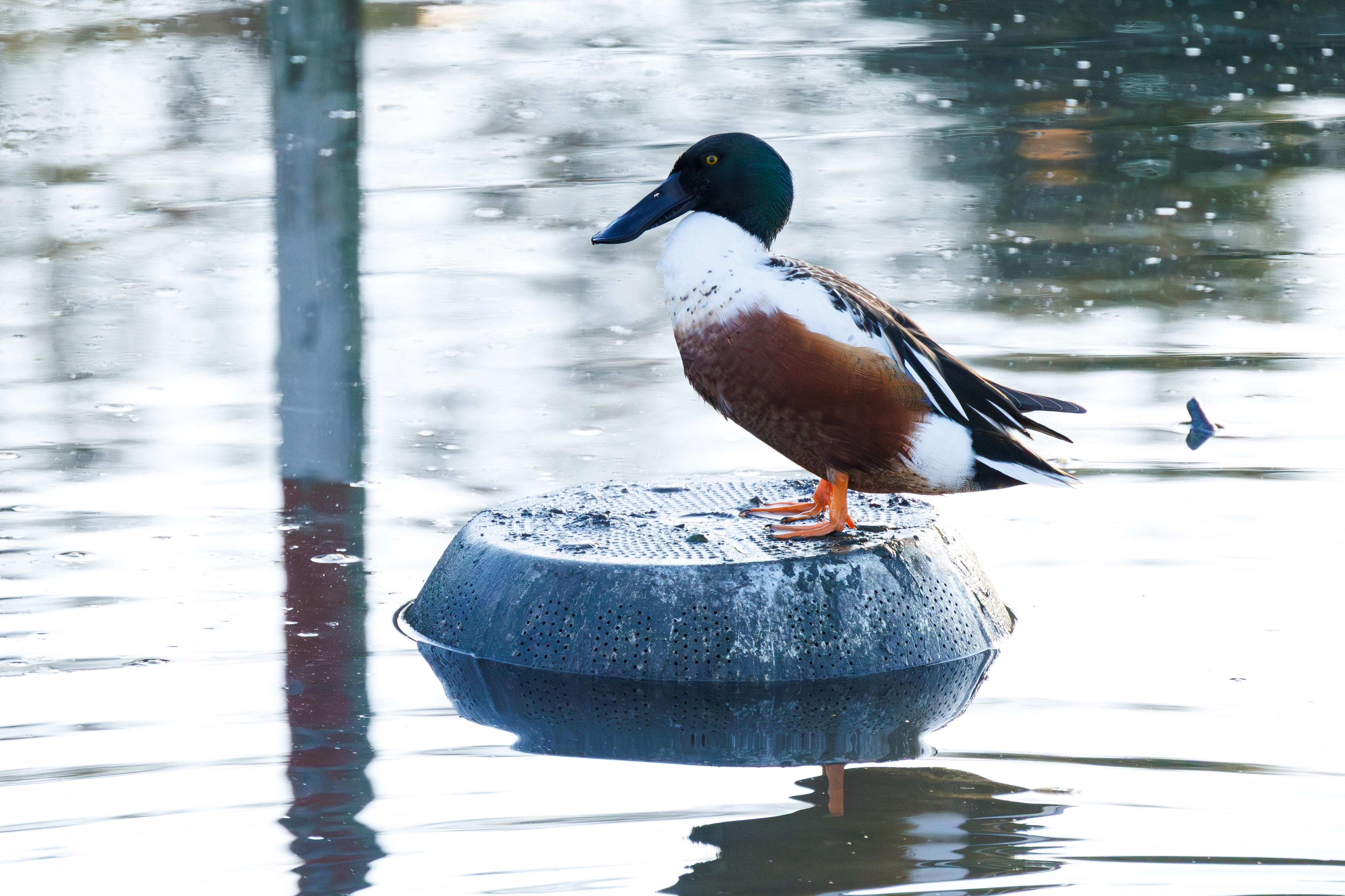 ハシビロガモ｜沖縄の野鳥