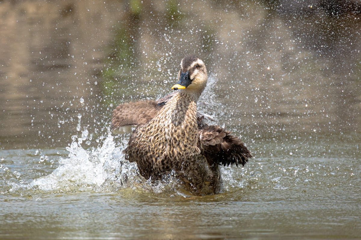 泳ぐカルガモ - 2025.04.15 東京都江東区