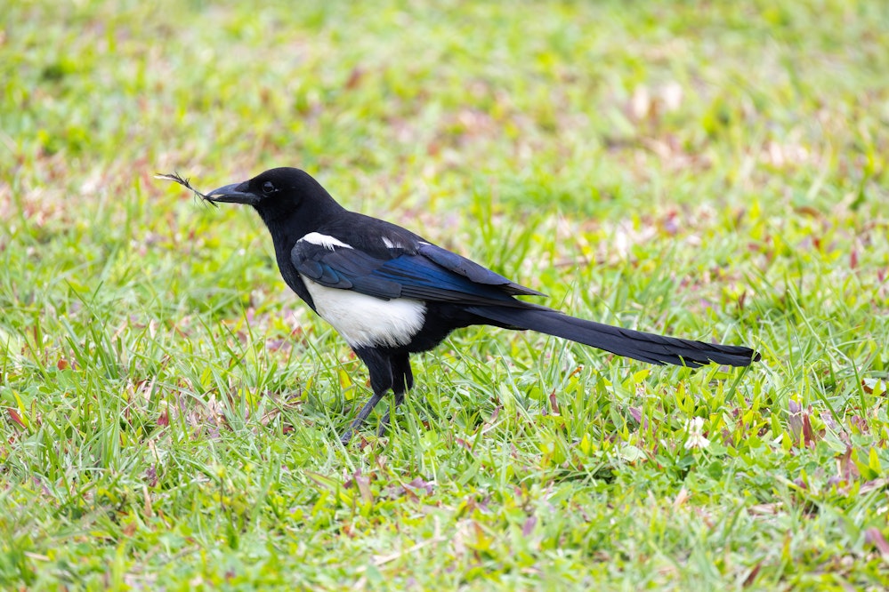カササギ - 2026.03.22 台湾台北市 