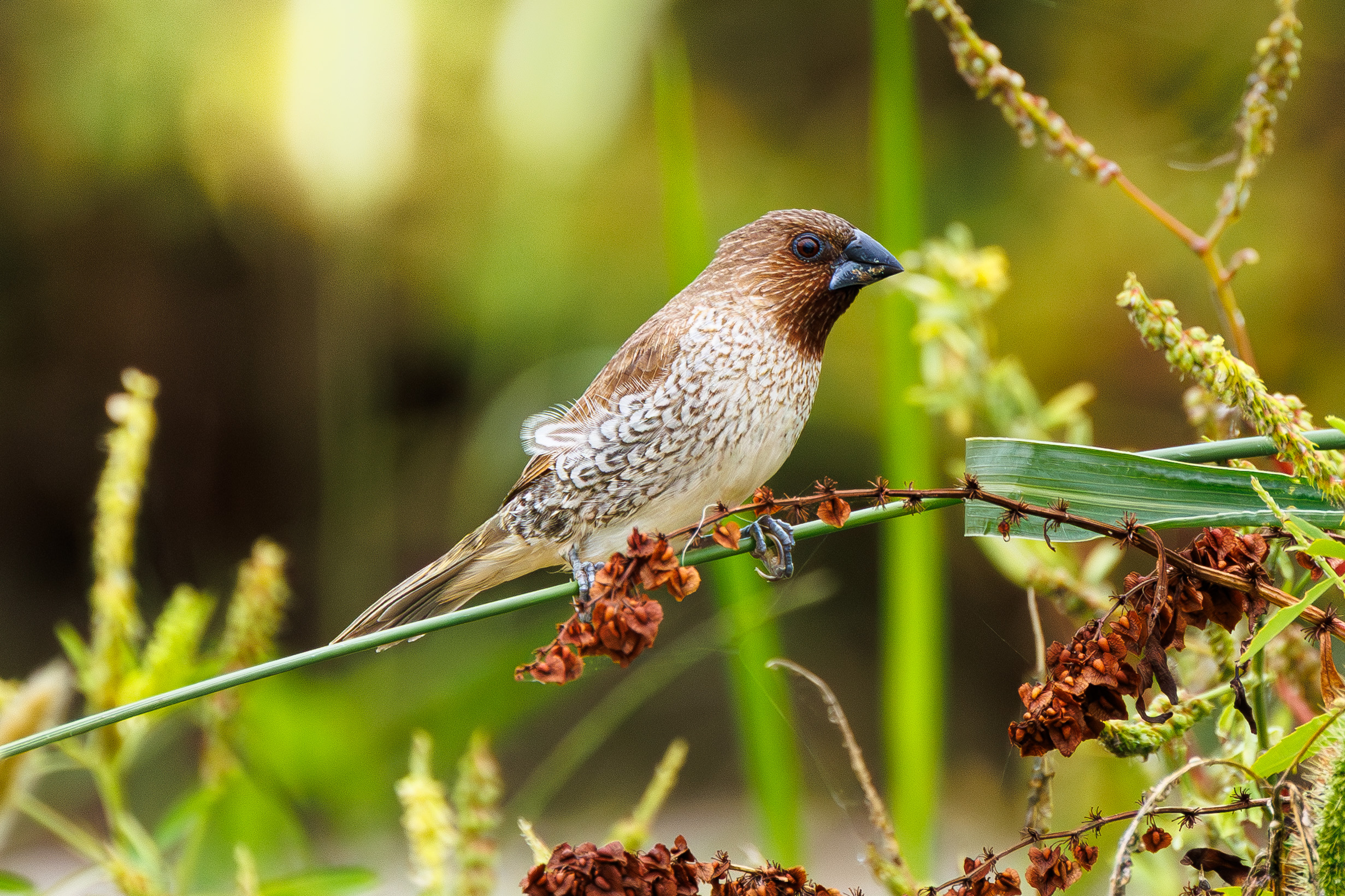 シマキンパラ｜沖縄の野鳥