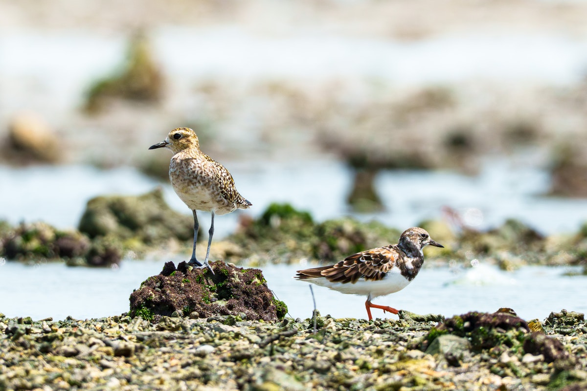 キョウジョシギとムナグロは割と一緒にいる所を見かけます - 2025.07.25 沖縄県南城市