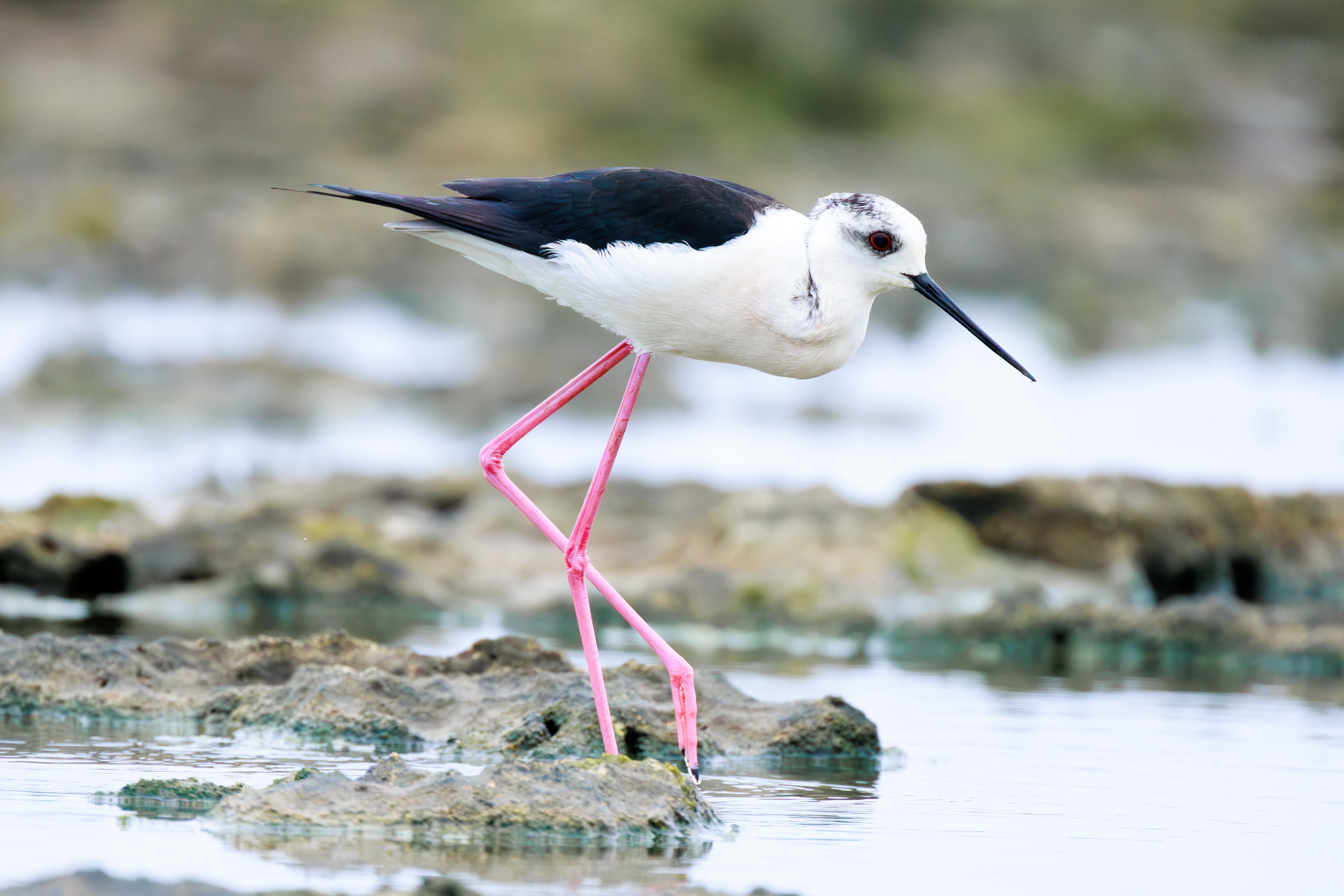 セイタカシギ｜沖縄の野鳥