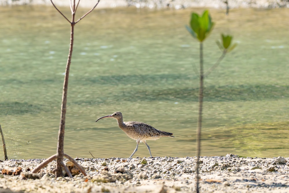 宮古島のチュウシャクシギ - 2025.12.06 沖縄県宮古市